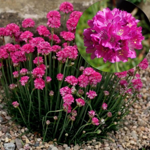 Armeria maritima 'Düsseldorfer Stolz' - Harilik merikann 'Düsseldorfer Stolz' P9/0,55L 